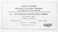 Puccinia caricina image